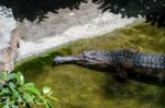 Fuengirola, Andalucia/spain - July 4 : Tomistoma (tomistoma Schl Stock Photo