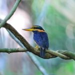 Rufous-collared Kingfisher Stock Photo