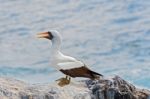 Nazca Booby In Galapagos Stock Photo