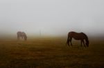 Two Wild Brown Horses Grazing Pastures With Foggy Weather Stock Photo