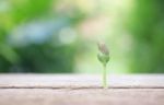 Growing Plant On Wooden Table Stock Photo