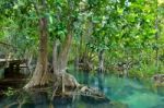 Mangrove Forests Stock Photo