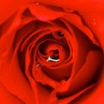 Red Rose Stock Photo