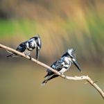 Pied Kingfisher Stock Photo