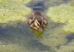 Beautiful Background With The Young Duck Stock Photo