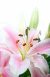 Pink Lily Flower Bouquet Stock Photo