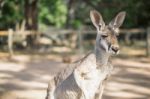 Kangaroo Outside During The Day Stock Photo