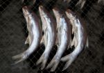 The Dried Fish At Market Stock Photo