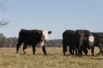 Cows Grazing In The Green Argentine Countryside Stock Photo