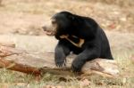 Sun Bear Stock Photo