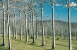 Trees In The Country Field  Stock Photo