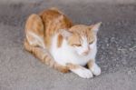 Cat Playing Outside Stock Photo