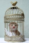 Kitten In A Bird Cage Stock Photo