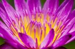 Red Water Lily With Yellow Pollen Close Up , Flower Background Stock Photo