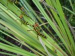 Grasshopper Family Stock Photo