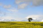 Tree In Rapeseed Field Stock Photo