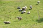 Sheeps Stock Photo