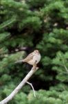 Immature White-crowned Sparrow (zonotrichia Leucophrys) Stock Photo