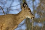 Beautiful Portrait Of The Cute Wild Deer Stock Photo