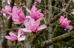 Pink Magnolia Flowering Stock Photo