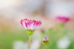 Cosmos With Beautiful Of Blurred Stock Photo