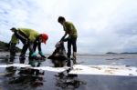 Thailand-environment-oil-pollution Stock Photo