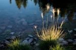 Wild Grass Growing At The Edge Of A Lake Stock Photo