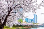 Cherry Blossom In Spring,background Stock Photo