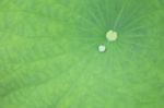 Lotus Leaf Stock Photo