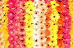 Multicolored Flowers Stock Photo