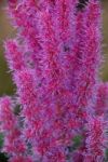 Pink Bottlebrush Flowers Stock Photo