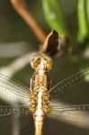 Red-veined Darter Stock Photo