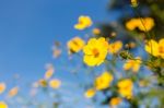 Mexican Sunflower Amazing View With Green Grass And Blue Sky Lan Stock Photo