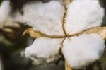 Cotton Field In The Countryside Stock Photo