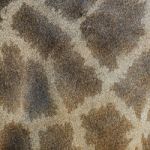 Giraffe Skin Stock Photo