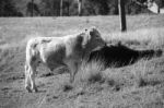 Country Cows Stock Photo