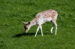 Close-up Of A Baby Fallow Deer Stock Photo