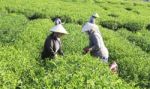 Dalat, Vietnam, June 30, 2016: A Group Of Farmers Picking Tea On A Summer Afternoon In Cau Dat Tea Plantation, Da Lat, Vietnam Stock Photo