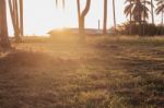 Sunshine With Coconut Trees Stock Photo