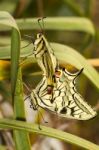 Swallowtails (papilio Machaon) Butterflies Mating Stock Photo