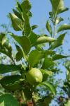 Unripe Lemon Stock Photo