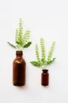 Holy Basil Essential Oil In A Glass Bottle With Fresh Holy Basil Stock Photo