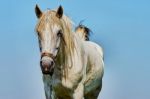 Portrait Of A Horse Stock Photo