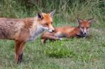 Two Foxes Stock Photo