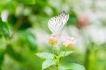 White Black Pattern Butterfly On Bunch Stock Photo