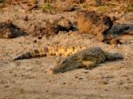 Crocodile Stock Photo