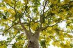 Golden Shower Tree Stock Photo