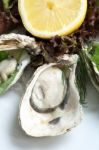 Fresh Oyster Stock Photo