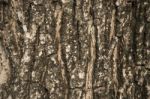 Tree Bark Texture As Background Stock Photo