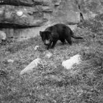 Tasmanian Devil Found During The Day In Tasmania Stock Photo